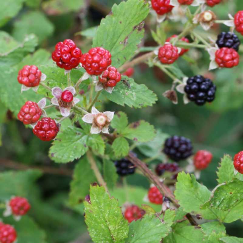 Alleghany Blackberry