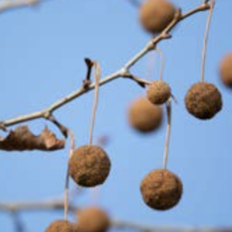 American Sycamore