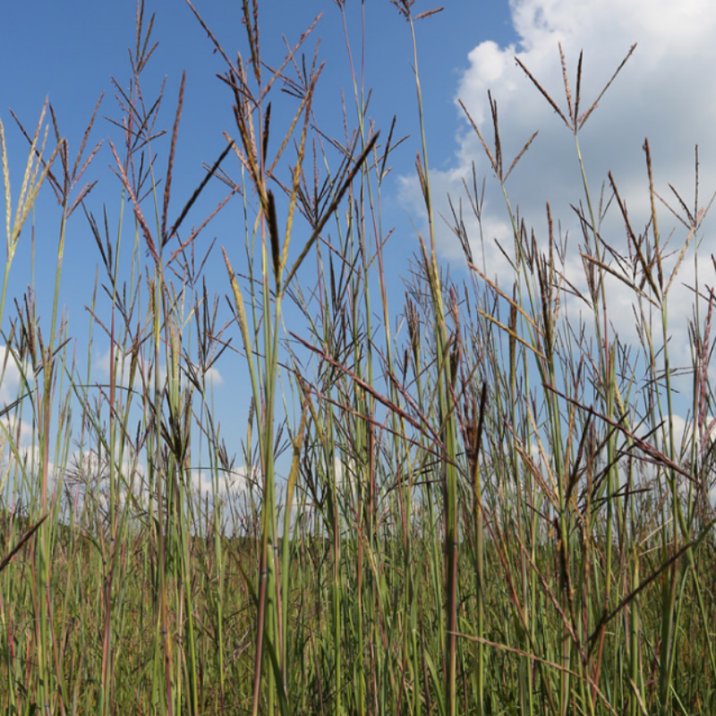 Big Bluestem