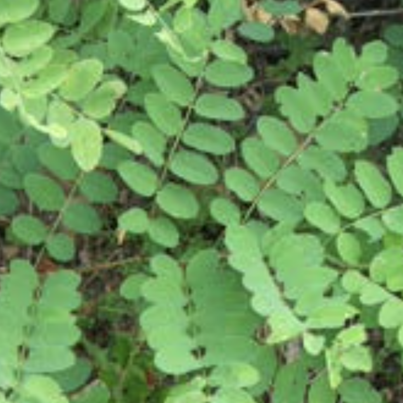Black Locust
