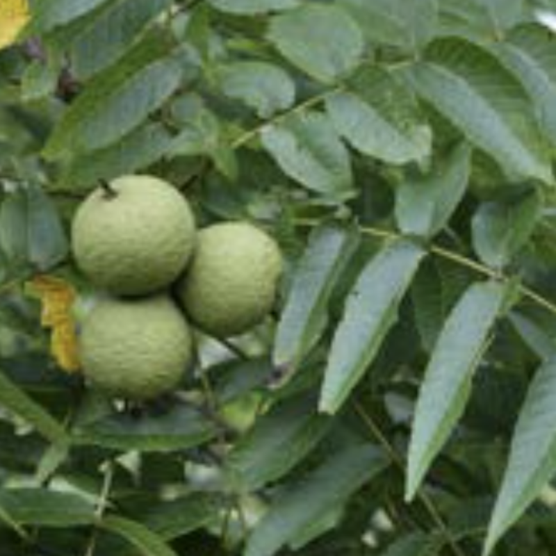 Black Walnut