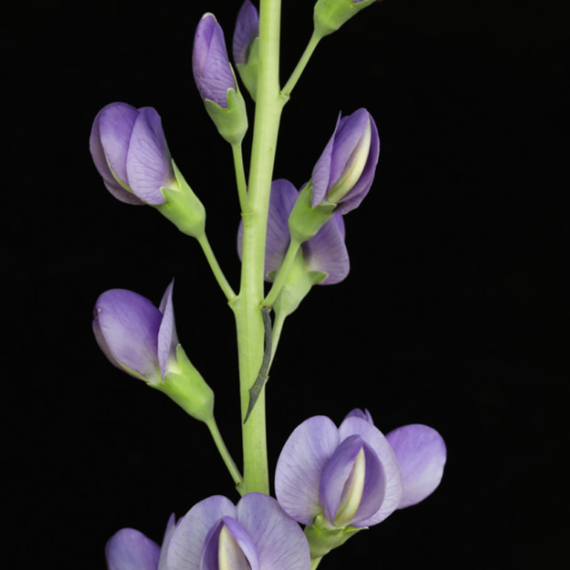 Blue False Indigo