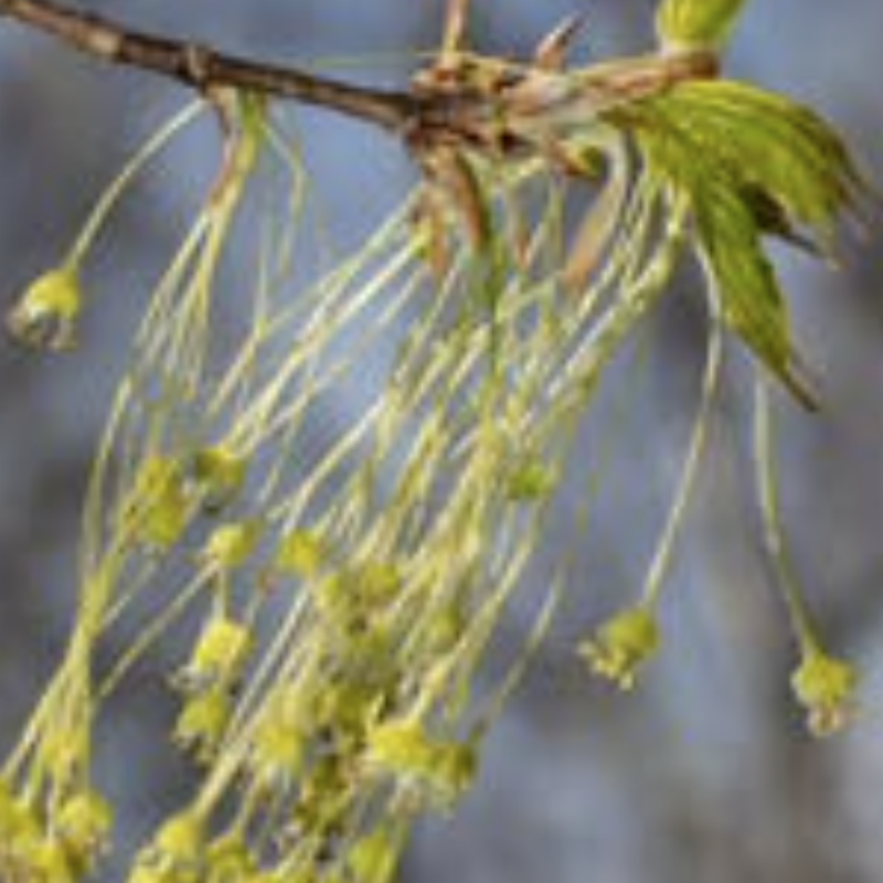 Boxelder