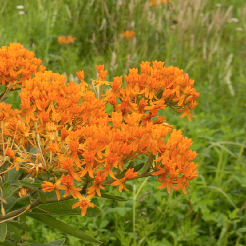 Butterfly Weed