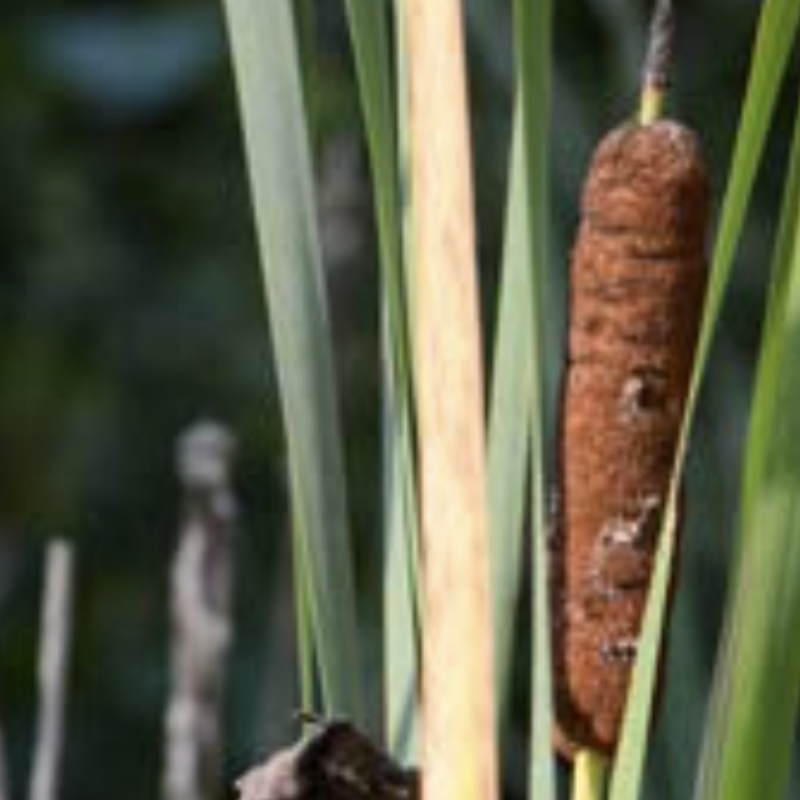 Common Cattail