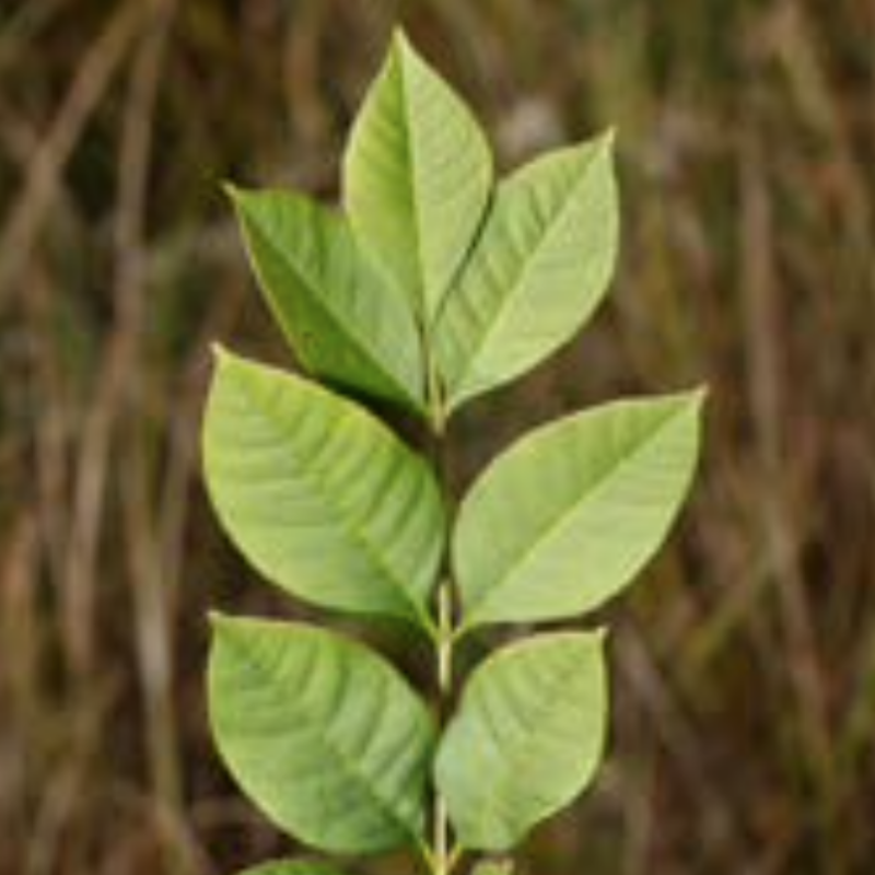 Green Ash