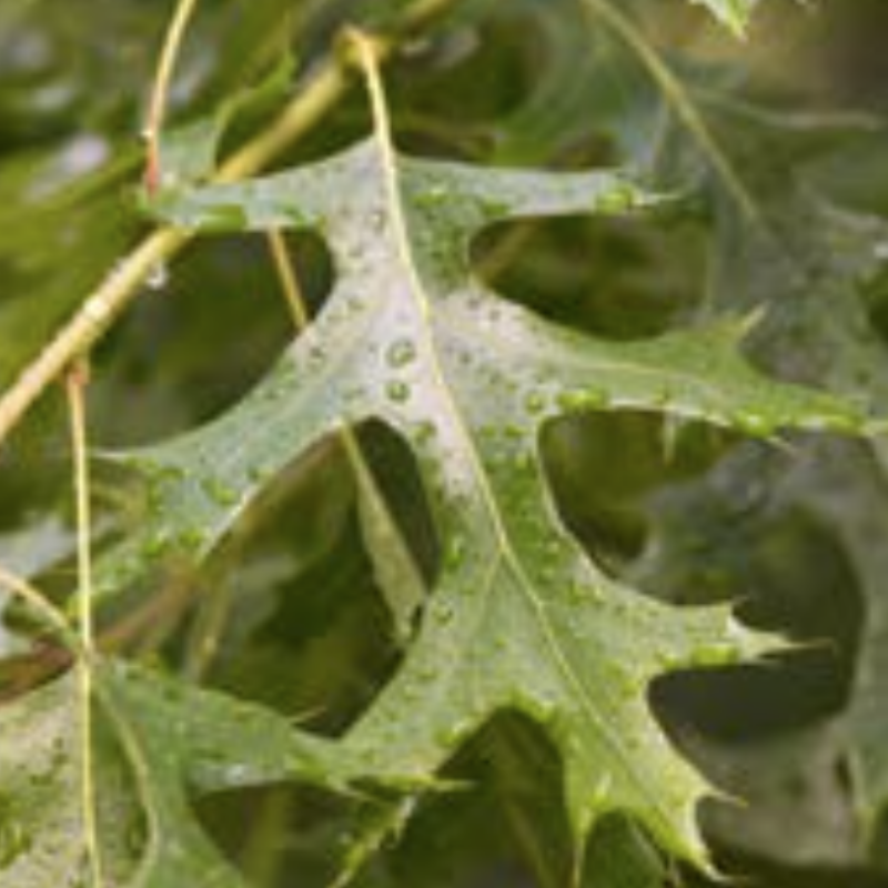 Pin Oak