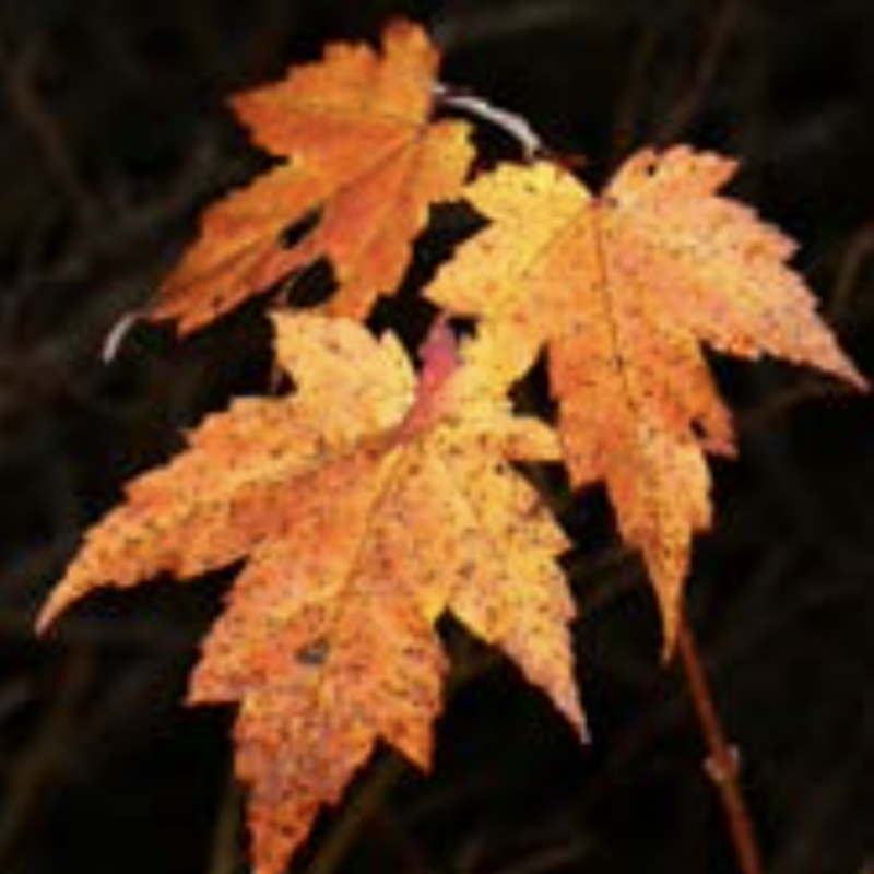 Red Maple