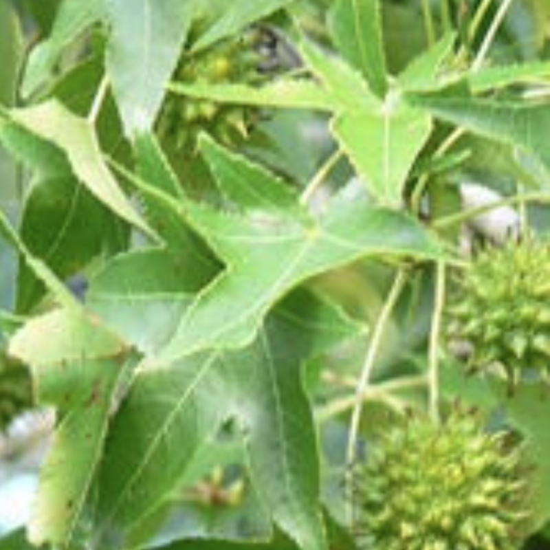 Sweetgum