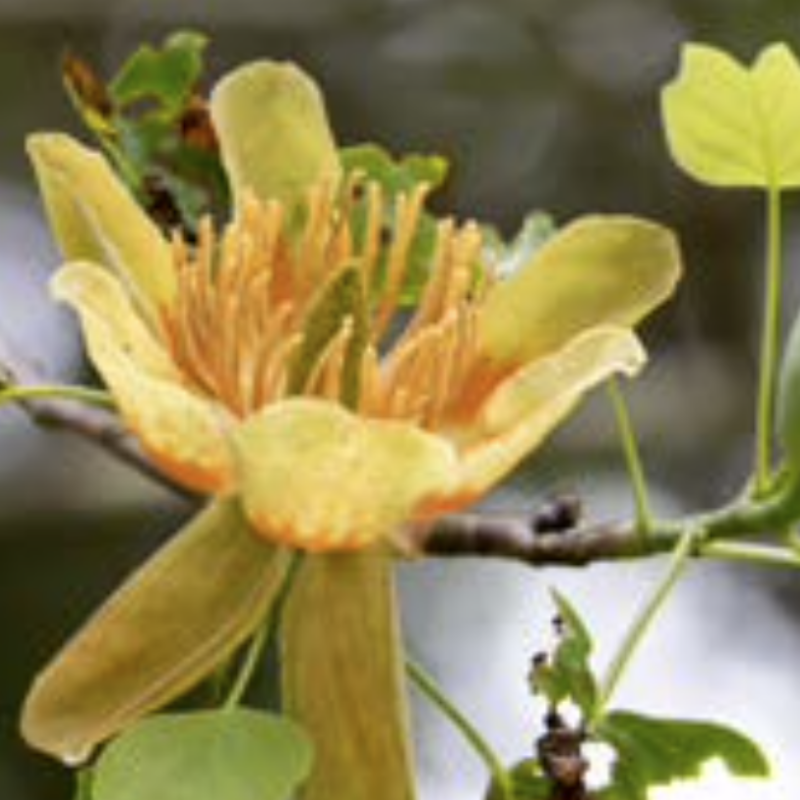 Tulip Poplar