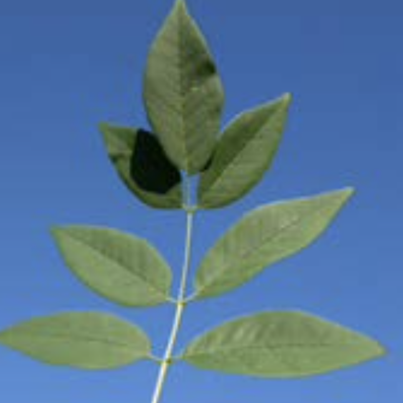 White Ash