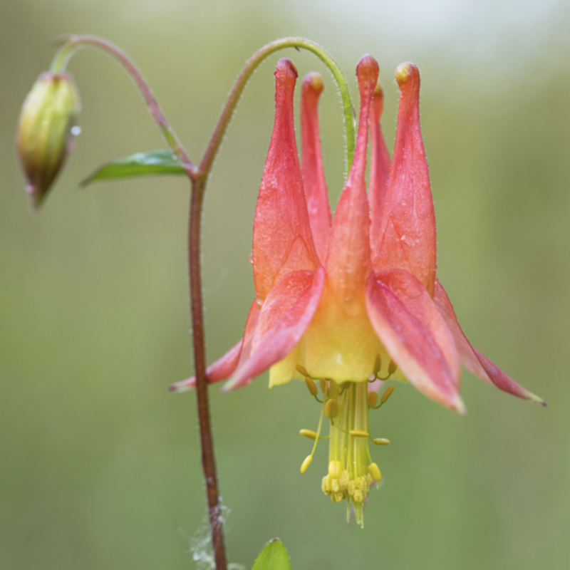 Wild Columbine
