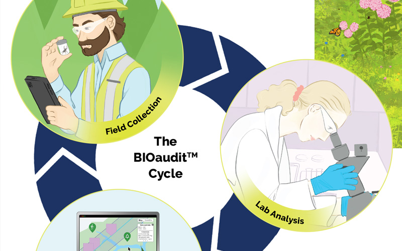 Understanding BIOaudit Biodiversity Studies